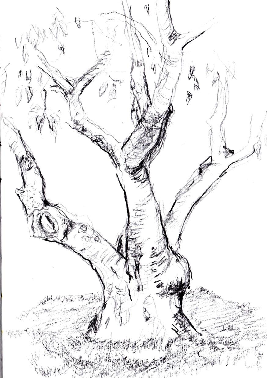 Cerisier