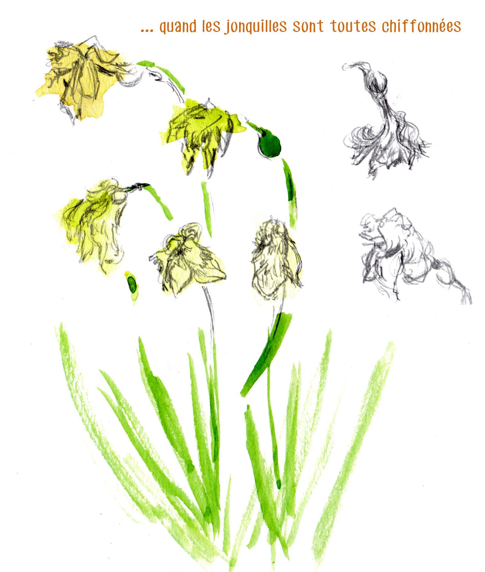 Jonquilles