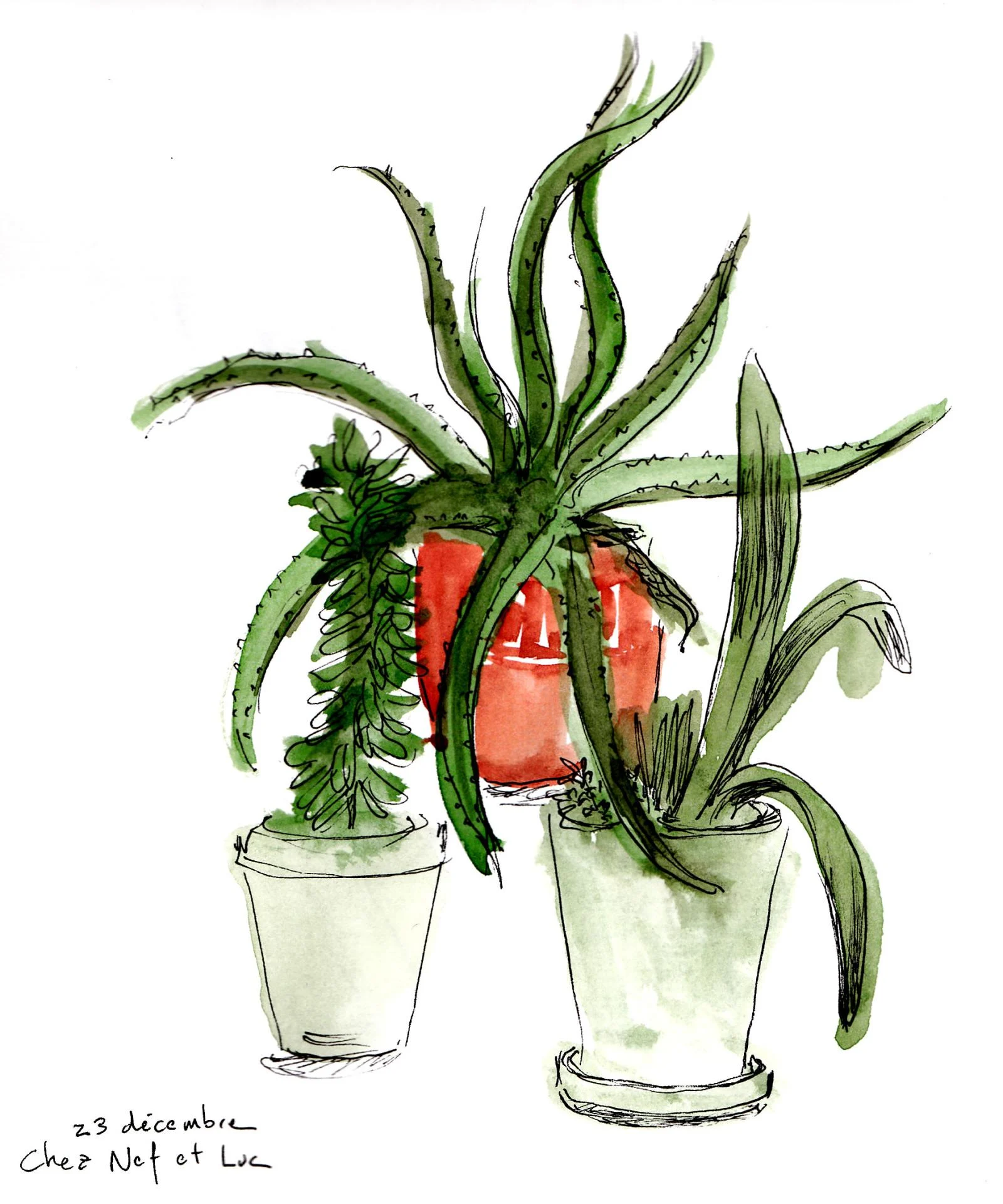 plantes